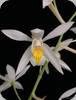 Coelogyne foerstermannii